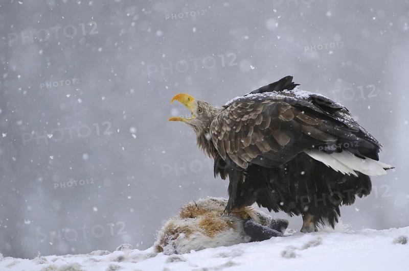 White-tailed Eagle (Haliaeetus albicilla) calling, Norway