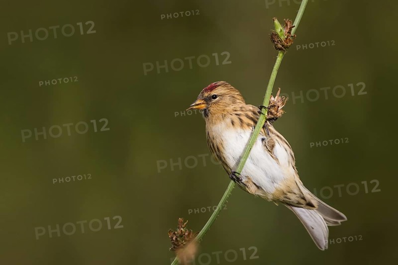 Lesser Redpoll (Acanthis cabaret), Schleswig-Holstein, Germany
