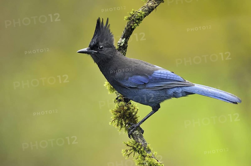 Steller's Jay (Cyanocitta stelleri), British Columbia, Canada