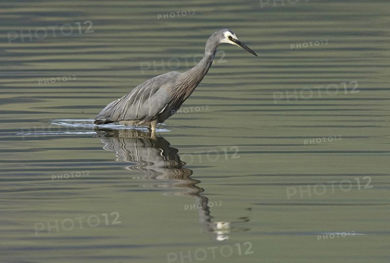 White-faced Heron (Egretta novaehollandiae), New Zealand