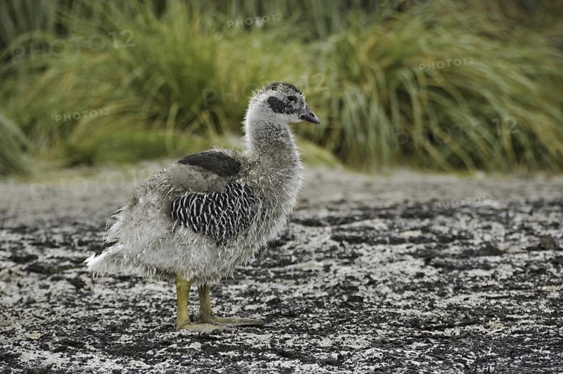 Kelp Goose (Chloephaga hybrida) juvenile, Falkland Islands