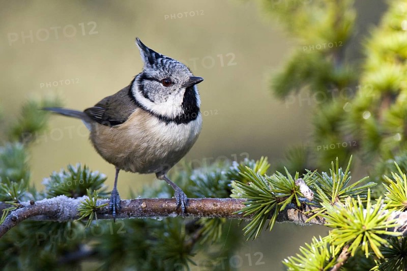 European Crested Tit (Lophophanes cristatus), Castile-La Mancha, Spain