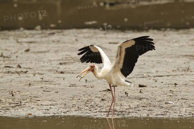 Milky Stork (Mycteria cinerea), Singapore