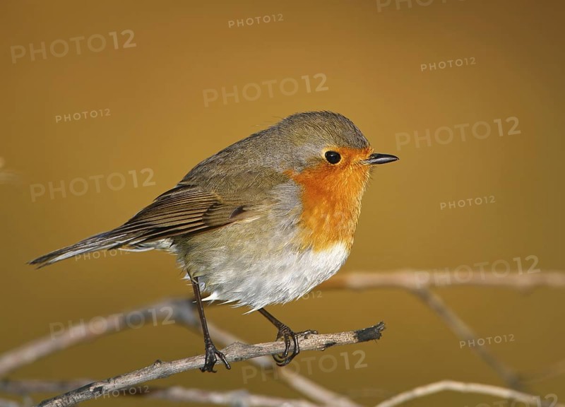 European Robin (Erithacus rubecula), Vila Franca de Xira, Portugal