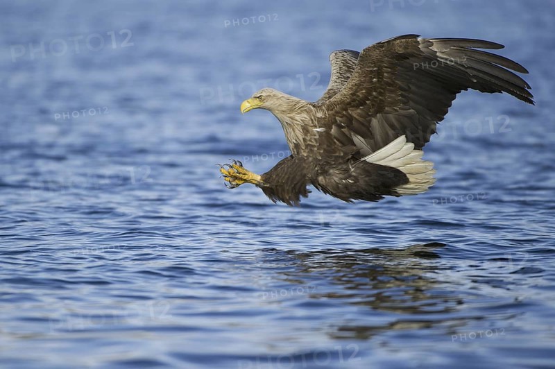 White-tailed Eagle (Haliaeetus albicilla) flying, Nord-Trondelag, Norway