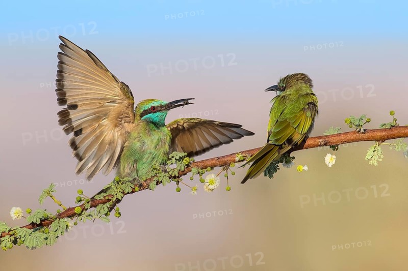 Green Bee-eater (Merops orientalis) pair, Eilat, Israel