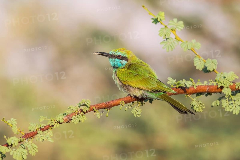 Green Bee-eater (Merops orientalis), Eilat, Israel