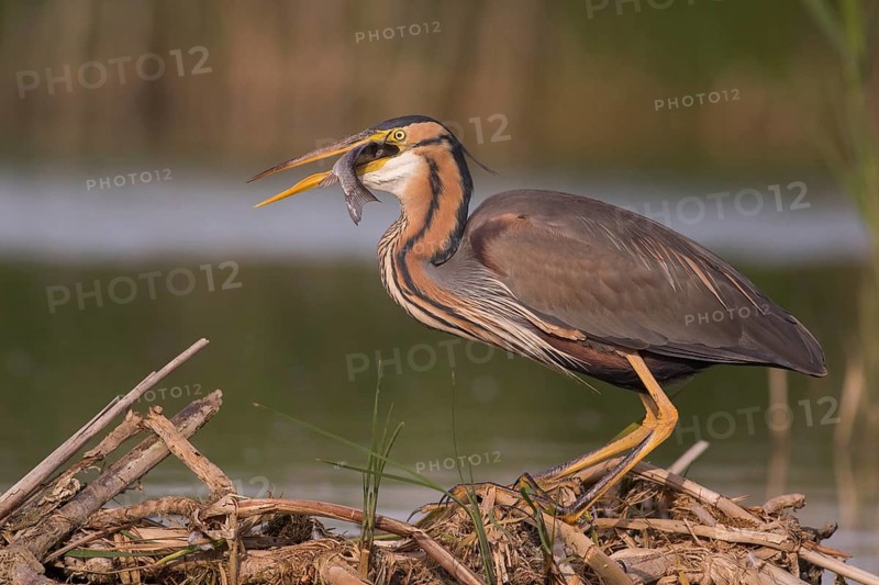 Purple Heron (Ardea purpurea) with fish prey in beak, Subotica, Serbia