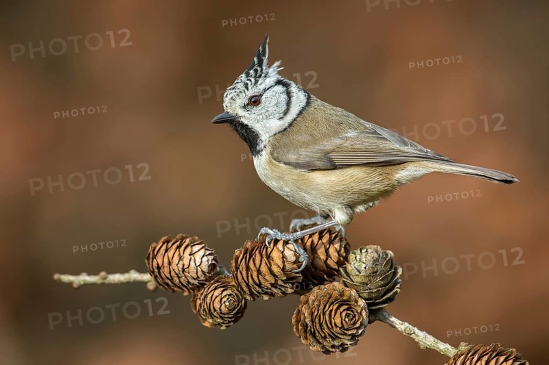 European Crested Tit (Lophophanes cristatus) perched on a branch, Poland
