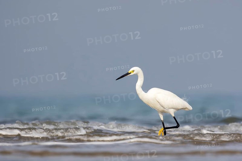 Little Egret (Egretta garzetta), Sam Roi Yot, Thailand