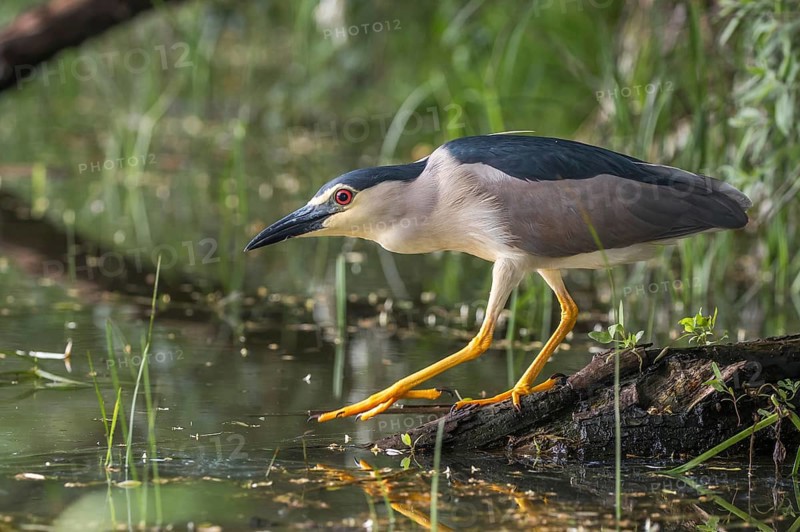 Black-crowned Night Heron (Nycticorax nycticorax) foraging, Subotica, Serbia