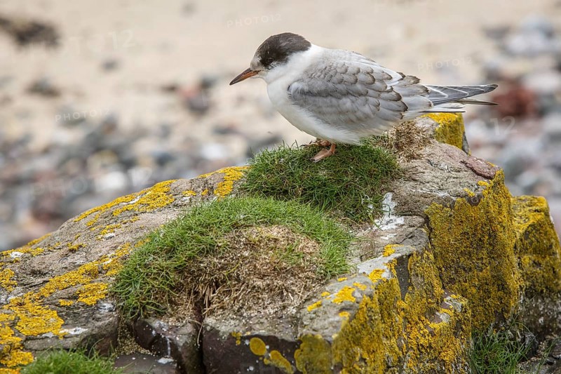 Arctic Tern (Sterna paradisaea), young on stone, Farne Islands, United Kingdom