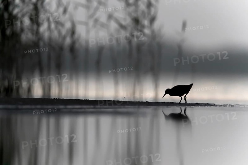 Water Rail (Rallus aquaticus), Mecklenburg-Western Pomerania, Germany