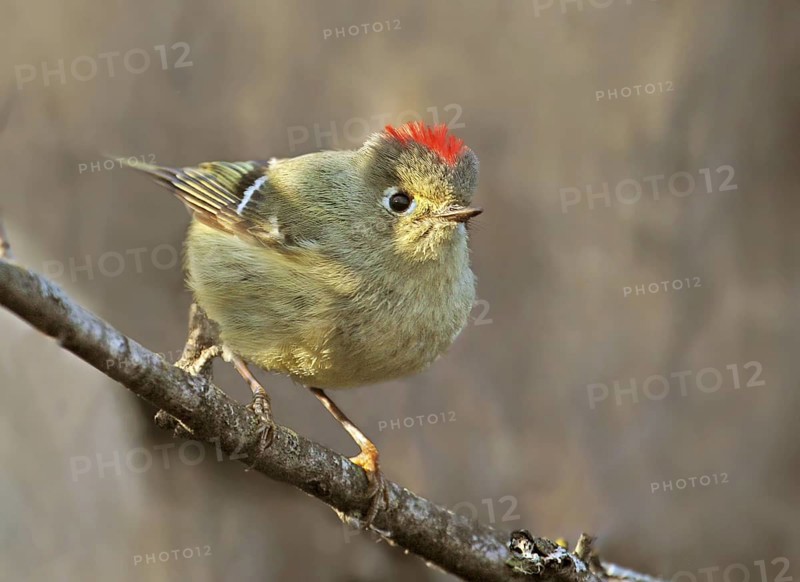 Ruby-crowned Kinglet (Regulus calendula) male, Saskatchewan, Canada