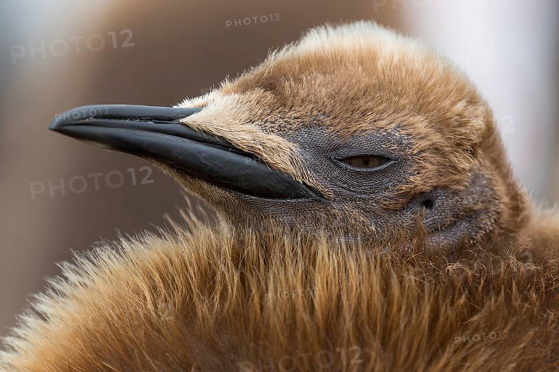 King Penguin (Aptenodytes patagonicus) juvenile, Falkland Islands