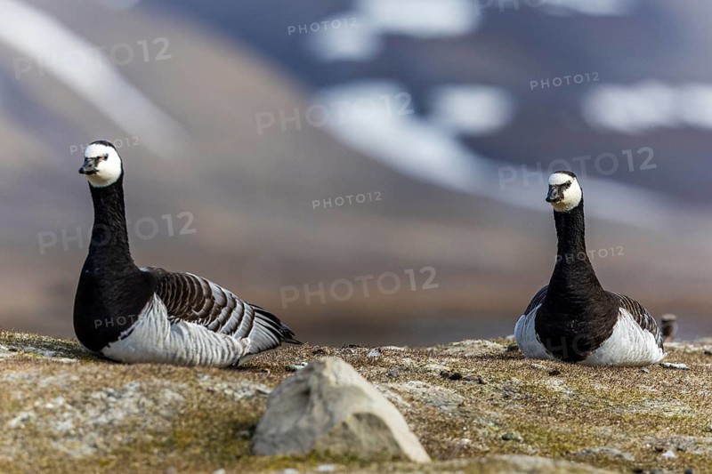 White-fronted Goose (Branta leucopsis), Geese (Anseriformes), pair lying on the ground, Aventdalen, Longyearbyen, Spitsbergen, Svalbard