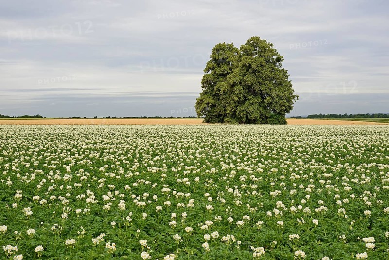 Deciduous trees, lime tree (Tilia) in a field with potato plants (Solanum tuberosum) at flowering time, North Rhine-Westphalia, Germany