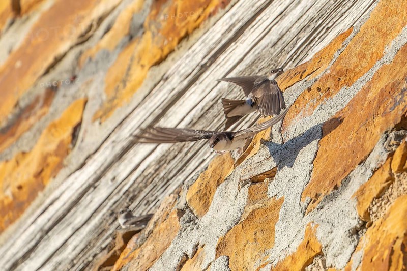 House martins fly lively in front of old house facade