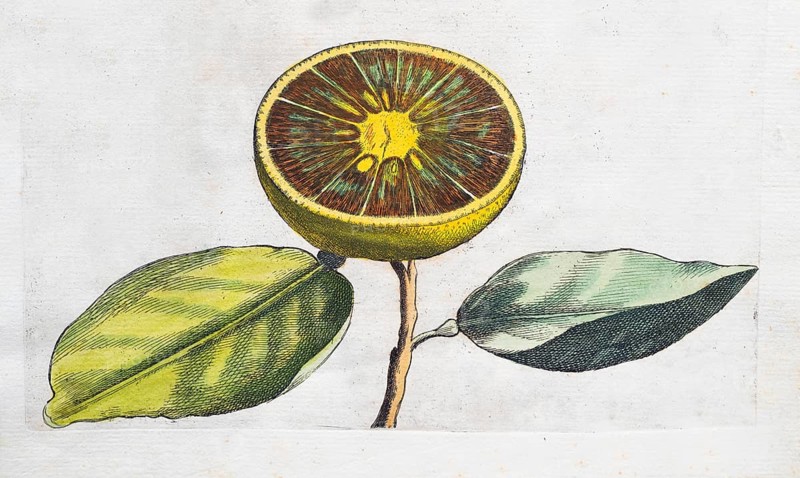Aurantium Olysiponense, sliced orange, citrus fruit, hand-coloured copperplate engraving from Giovanni Baptista Ferrari Hesperides, Sive, de Malorum Aureorum Cultura et Usu Libri Quatuor, Rome, 1646