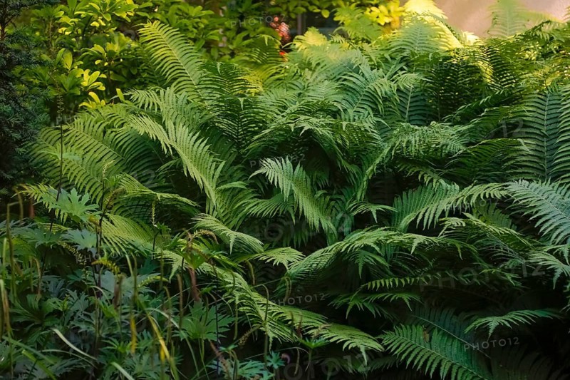 Bracken fern (Pteridium aquilinum), green leaves, garden, hardy, Germany