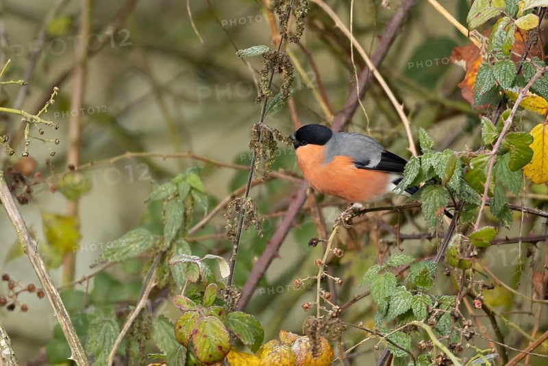 Eurasian bullfinch (Pyrrhula pyrrhula) adult male bird feeding on nettle seeds in a hedgerow, England, United Kingdom