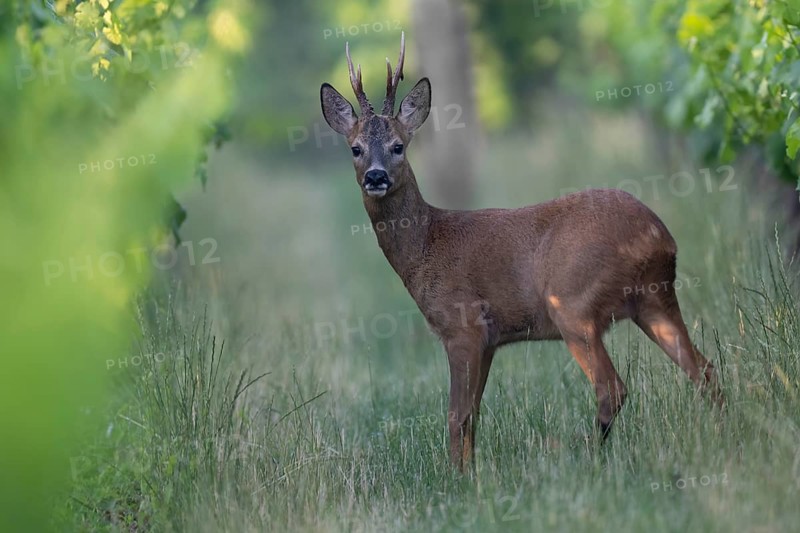 Roebuck in the vineyard in summer, Wittlich, Rhineland-Palatinate, Germany