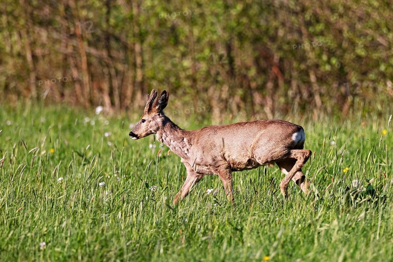European roe deer (Capreolus capreolus), roebuck with bast horns running across a meadow in the evening light, Wedel, Schleswig-Holstein, Germany