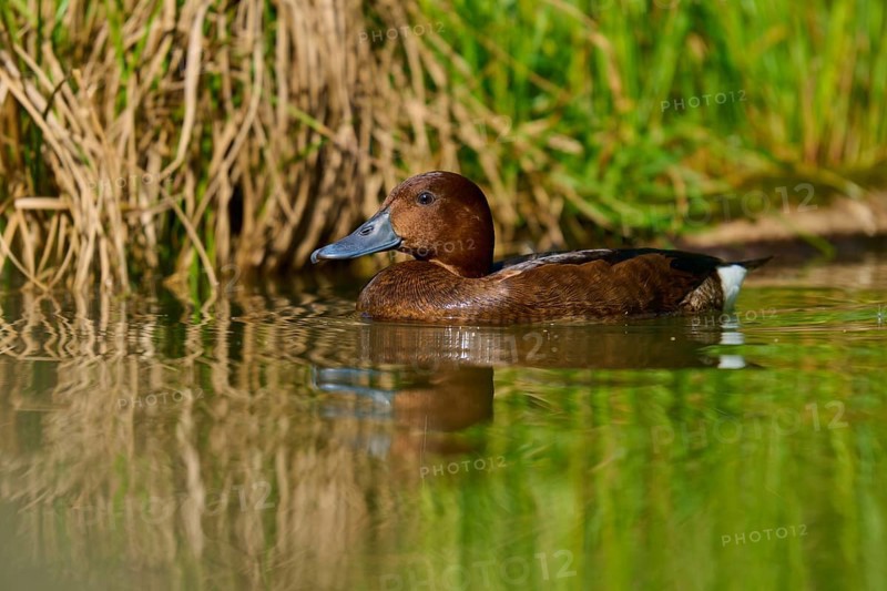 Brown duck moving calmly through shallow water, grass in the background, Ferruginous Duck (Aythya nyroca), spring, France
