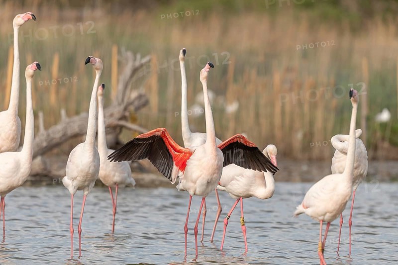 A flamingo opens its wings and highlights its magnificent plumage. The scene captures the essence of the wild in serene surroundings. Saintes Maries de la Mer, Arles, Bouches du Rhone, Provence Alpes Cote d'Azur, France