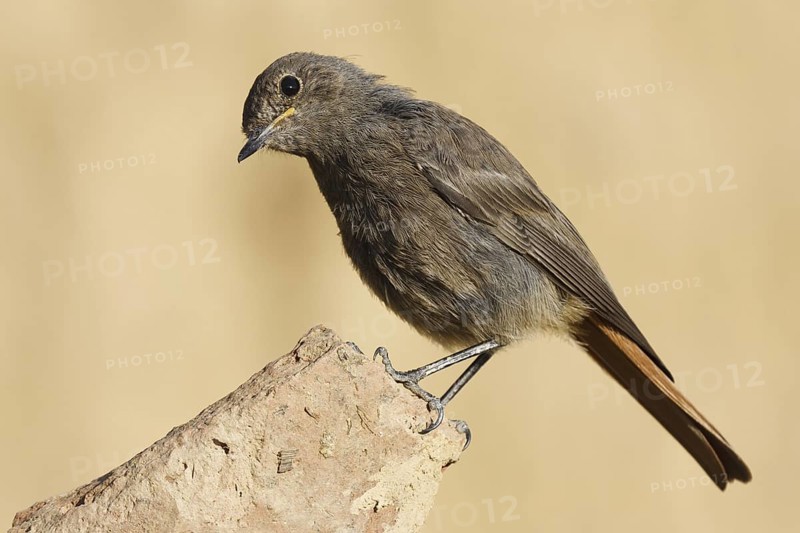 Black Redstart (Phoenicurus ochruros) female, Castile, Spain