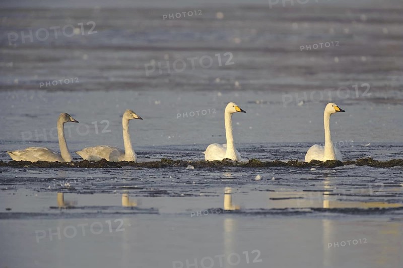 Whooper Swan (Cygnus cygnus), Lower Saxony, Germany