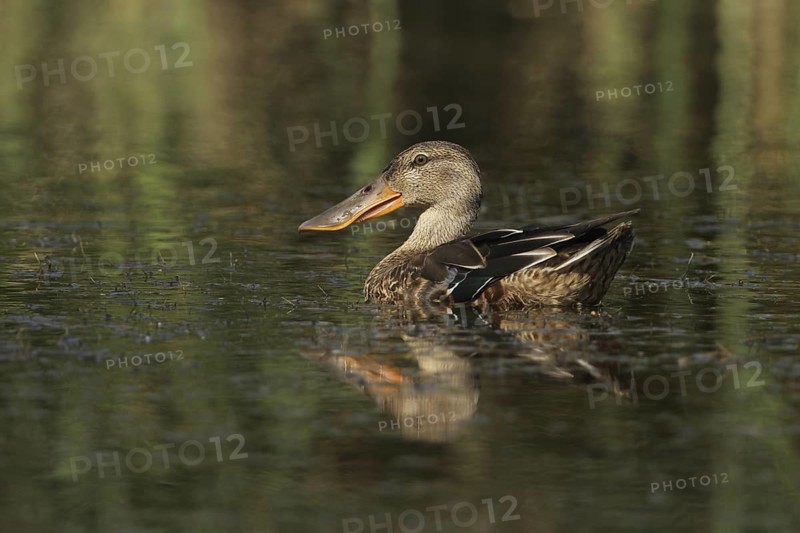 Northern Shoveler (Spatula clypeata) female, Aargau, Switzerland