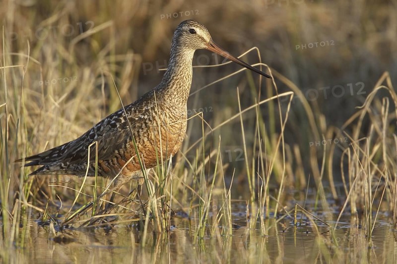 Hudsonian Godwit (Limosa haemastica) male, Manitoba, Canada