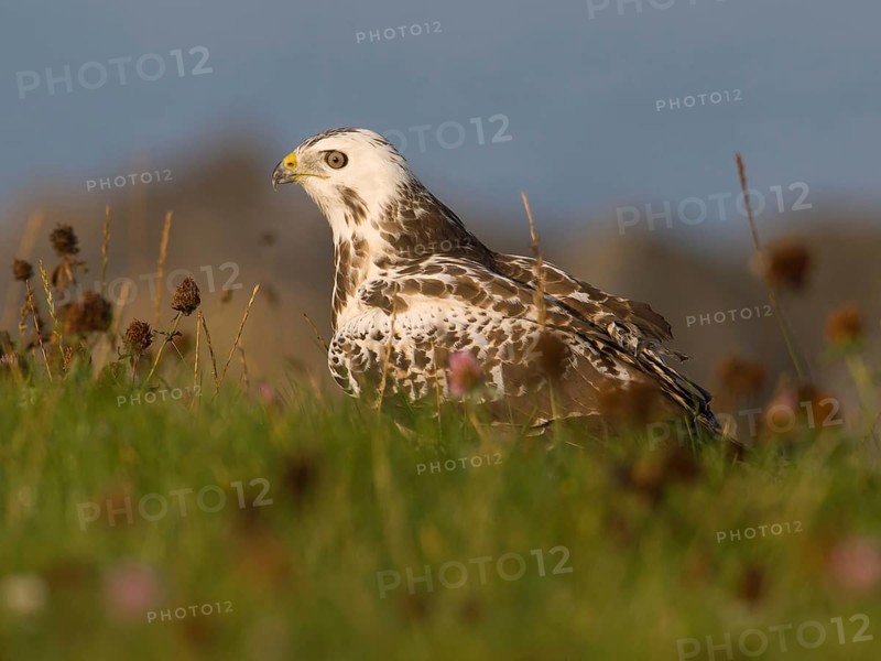 Common Buzzard (Buteo buteo), Utrecht, Netherlands