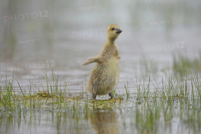 Graugans Kücken (Anser anser) Greylag Goose Chicks