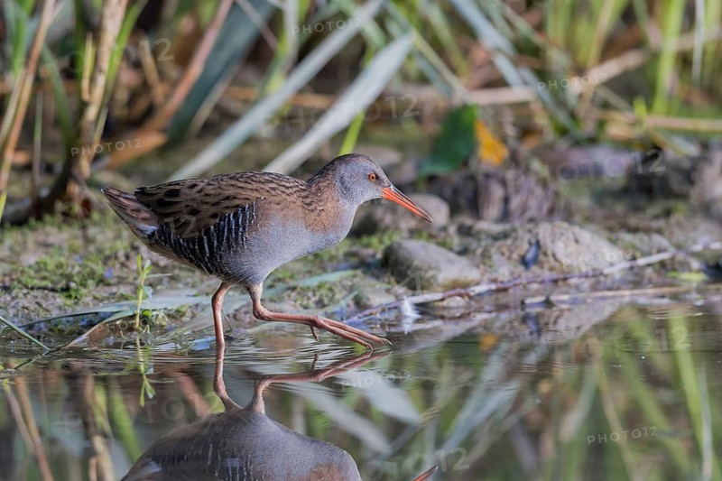 Wasserralle (Rallus aquaticus) Water Rail