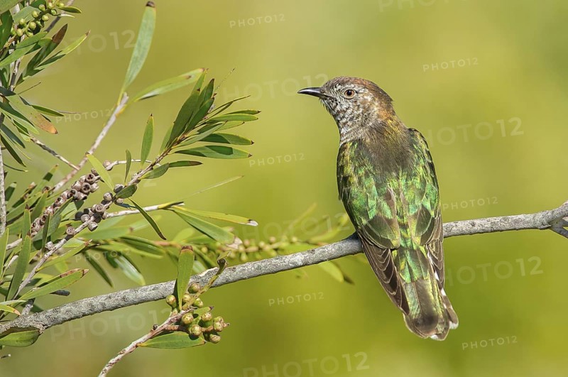 Shining Bronze Cuckoo (Chrysococcyx lucidus), Victoria, Australia