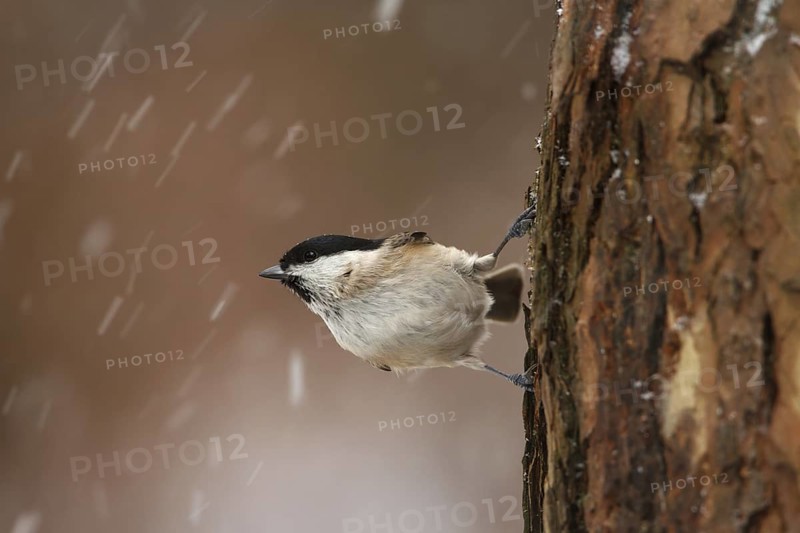 Marsh Tit (Poecile palustris), Utrecht, Netherlands
