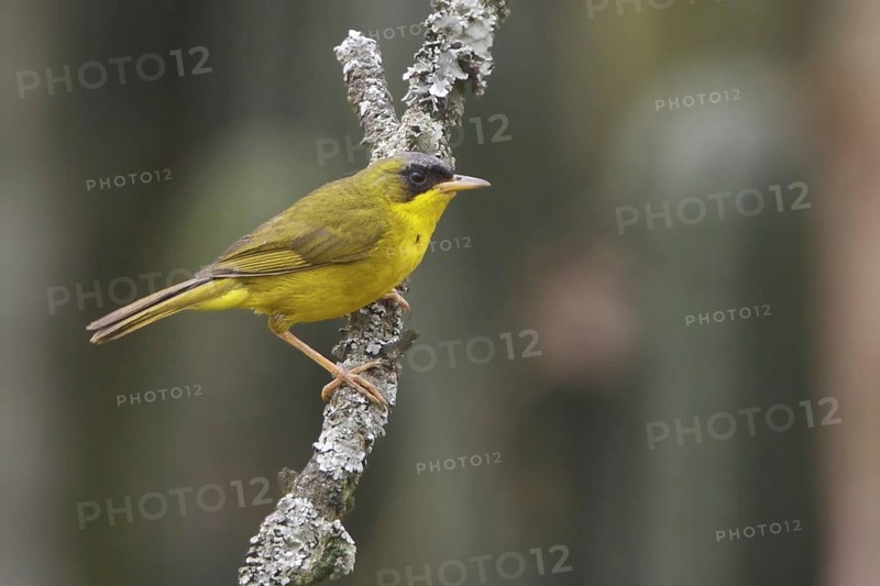 Masked Yellowthroat (Geothlypis aequinoctialis), Lomas de Lachay Reserve, Peru