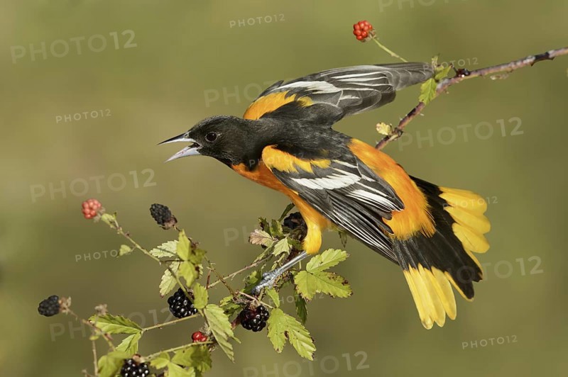 Baltimore Oriole (Icterus galbula) male, Texas, USA