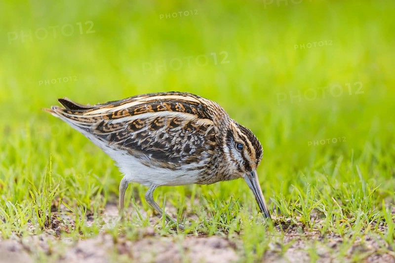 Zwergschnepfe, Lymnocryptes minimus Jack Snipe, Lymnocryptes minimus