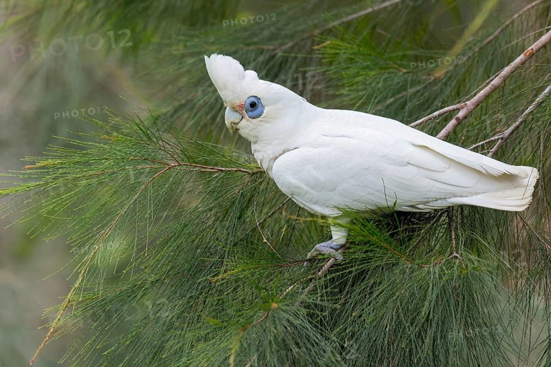 Little Corella (Cacatua sanguinea) perched on a branch in eastern Australia
