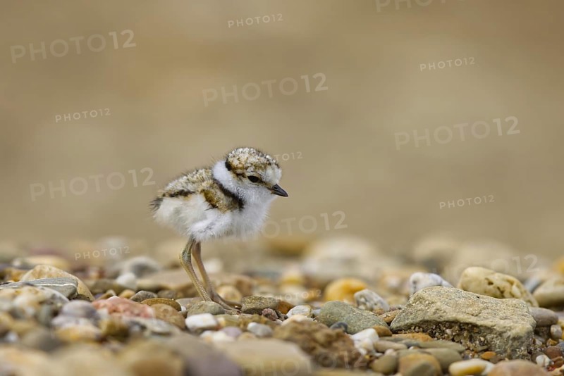 Little Ringed Plover (Charadrius dubius) chick, North Rhine-Westphalia, Germany