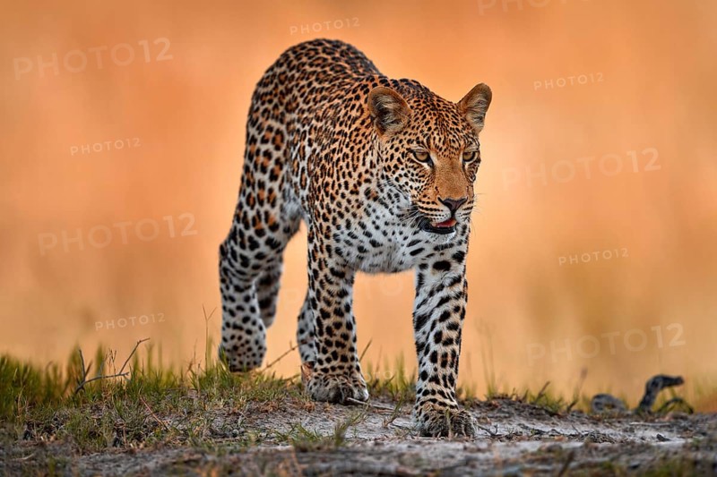 Leopard golden grass sunset, Savuti, Chobe NP, in Botswana, Africa. Big spotted cat in the wild nature. Wildlife Botswana. Wild leopard walk in long gold grass, hot day in Africa