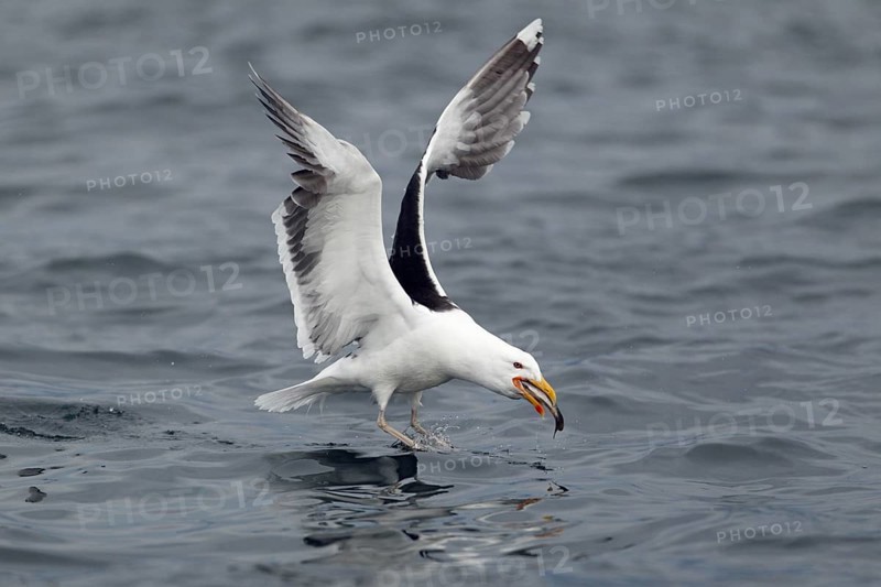 Mantelmöwe; lat. Larus marinus; nimmt im Flug von der Wasseroberfläche einen Fisch auf; Romsdalfjord