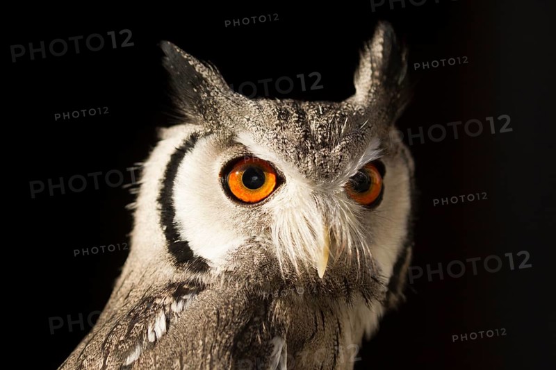 Southern White-faced Owl (Ptilopsis granti) captive, Germany