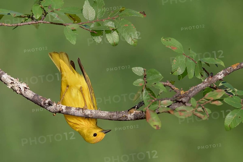 American Yellow Warbler (Setophaga aestiva), Texas, USA