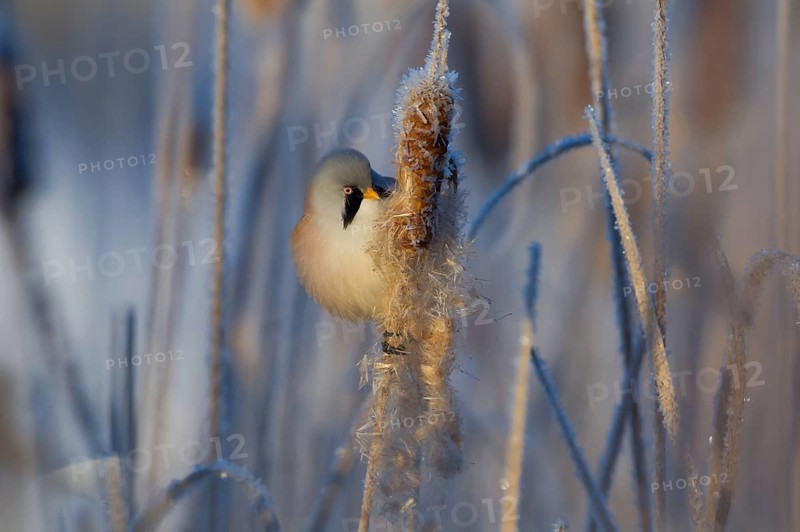 Bearded Reedling (Panurus biarmicus) male feeding on cattail seed, Thuringia, Germany