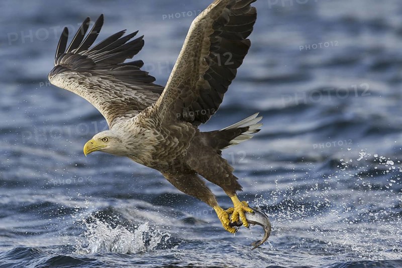 White-tailed Eagle (Haliaeetus albicilla) flying, Nord-Trondelag, Norway