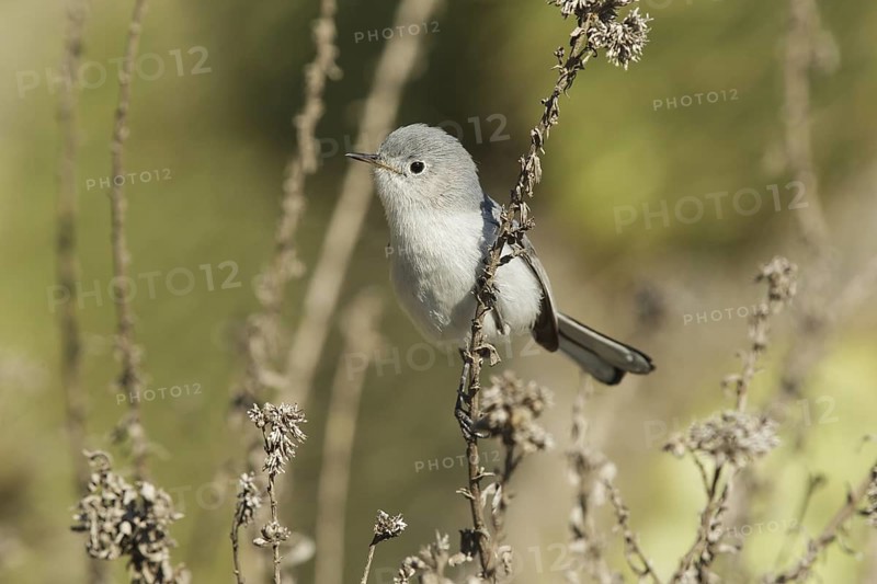 Blue-grey Gnatcatcher (Polioptila caerulea), California, USA